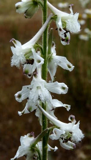 {Delphinium carolinianum ssp. calciphilum}